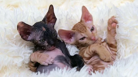 Cute sphinx kitten on a light background 스톡 동영상 269868421