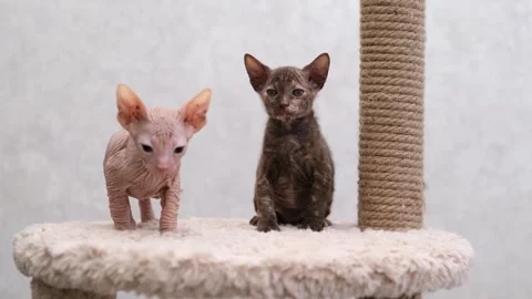 Cute sphinx kitten on a light background Stock-Footage 269868583