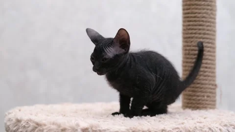 Cute sphinx kitten on a light background 스톡 동영상 269868688