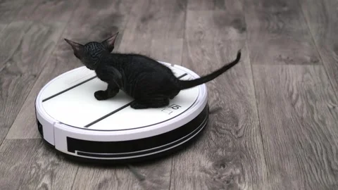 Cute sphinx kitten on a light background Video stock 269868900