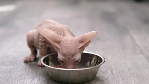 Cute sphinx kitten on a light background Stock Footage 269869032