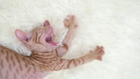 Cute sphinx kitten on a light background Stock Footage 269869581