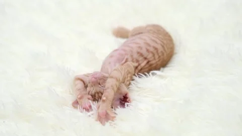 Cute sphinx kitten on a light background Vídeos de archivo 269869945