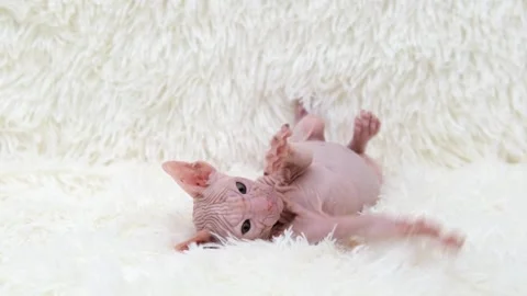 Cute sphinx kitten on a light background Video stock 270345197
