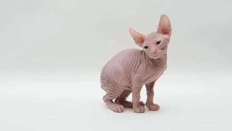 Cute sphinx kitten on a light background 스톡 동영상 270345259