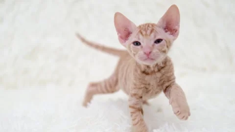 Cute sphinx kitten on a light background Stock Footage 270345305