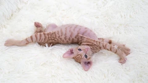 Cute sphinx kitten on a light background Stock Footage 270345423