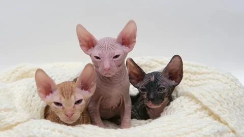 Cute sphinx kitten on a light background Stock-Footage 270345536