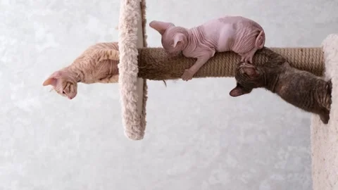 Cute sphinx kitten on a light background Video stock 270345677