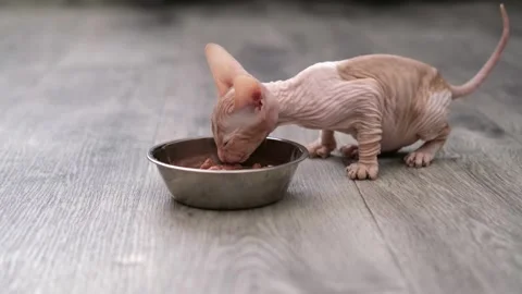 Cute sphinx kitten on a light background Stock-Footage 270345764
