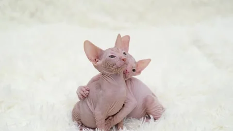 Cute sphinx kitten on a light background 스톡 동영상 270345820