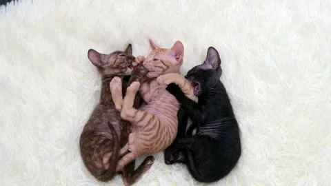 Cute sphinx kitten on a light background Stock-Footage 270345953