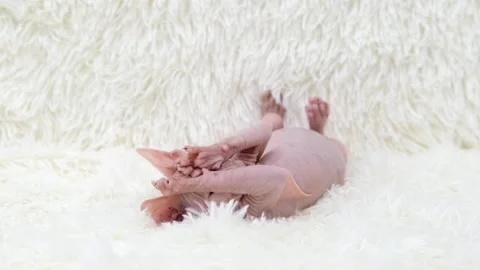 Cute sphinx kitten on a light background 動画素材 270509057