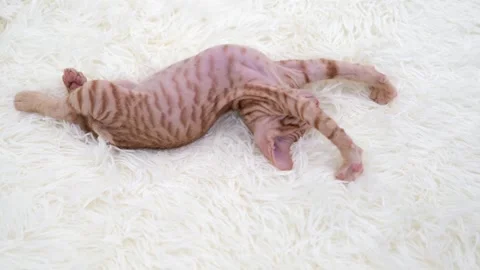 Cute sphinx kitten on a light background Vídeo Stock 270509163