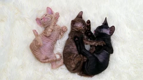 Cute sphinx kitten on a light background 動画素材 270509438