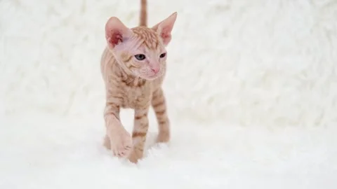 Cute sphinx kitten on a light background Stockbeeldmateriaal 270680514