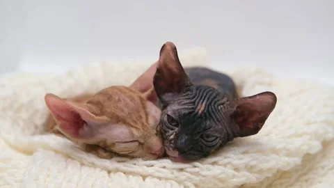 Cute sphinx kitten on a light background 動画素材 270680680