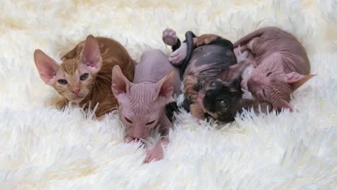 Cute sphinx kitten on a light background Video stock 270681740