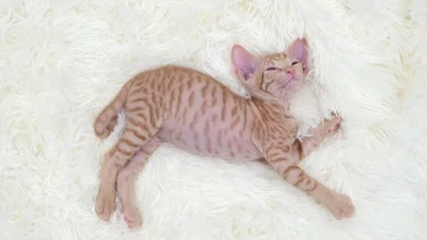 Cute sphinx kitten on a light background Vídeos de archivo 270682214