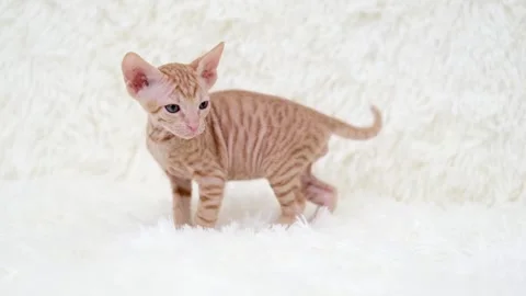 Cute sphinx kitten on a light background Stock-Footage 270876212