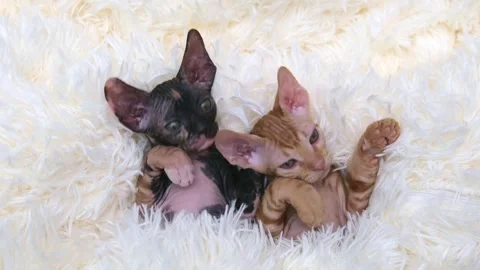 Cute sphinx kitten on a light background Stock-Footage 270876807