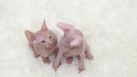 Cute sphinx kitten on a light background Stock-Footage 270877503
