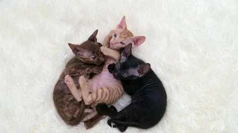 Cute sphinx kitten on a light background Stock-Footage 270877992