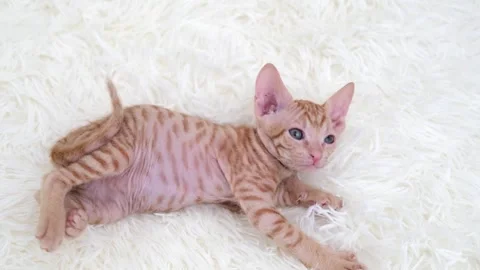 Cute sphinx kitten on a light background Video stock 272199497