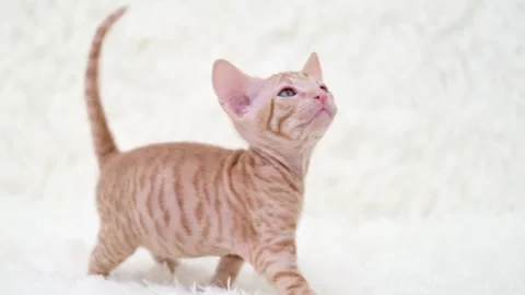 Cute sphinx kitten on a light background Stock-Footage 272199569