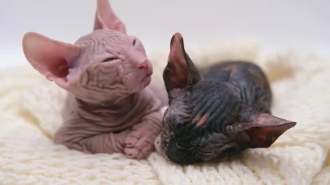 Cute sphinx kitten on a light background Stock Footage 272199593