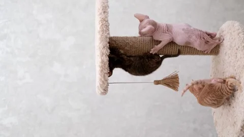 Cute sphinx kitten on a light background Stock-Footage 272199689