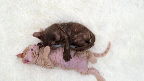 Cute sphinx kitten on a light background Stock Footage 272199762