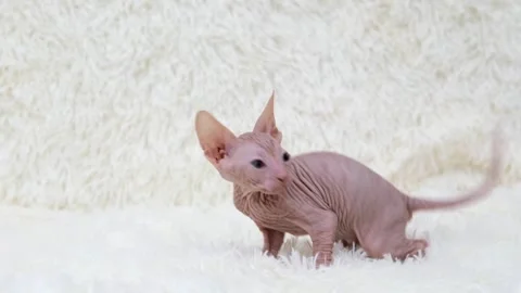 Cute sphinx kitten on a light background Stock Footage 273541869