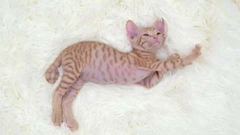 Cute sphinx kitten on a light background Stock-Footage 273542076