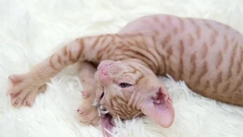 Cute sphinx kitten on a light background 動画素材 273542232