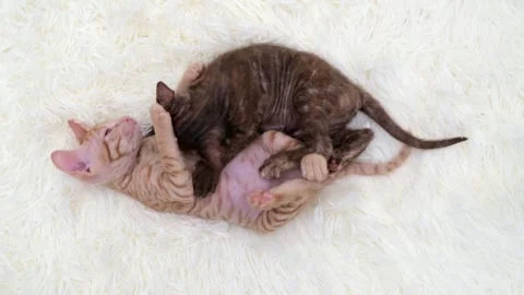 Cute sphinx kitten on a light background Stock Footage 273542480