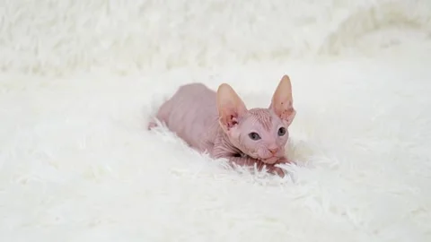 Cute sphinx kitten on a light background Video stock 274251463