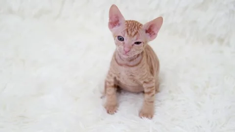 Cute sphinx kitten on a light background Stock Footage 274251515