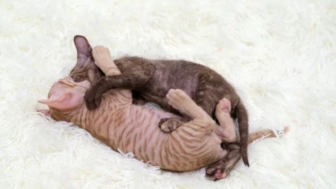Cute sphinx kitten on a light background Stock Footage 274251674