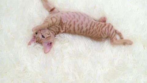 Cute sphinx kitten on a light background 動画素材 274251763