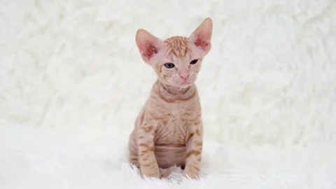 Cute sphinx kitten on a light background Video stock 274433239
