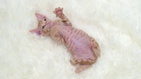 Cute sphinx kitten on a light background Stock Footage 274433297
