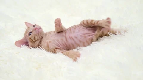 Cute sphinx kitten on a light background Vidéo 274692375