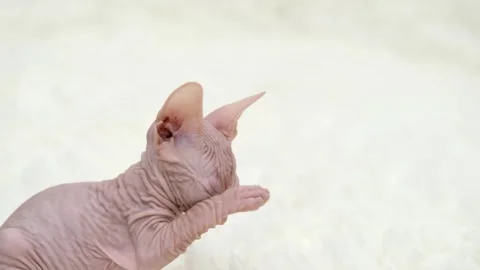 Cute sphinx kitten on a light background Video stock 275806211