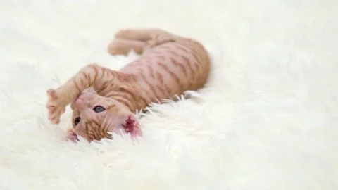 Cute sphinx kitten on a light background Stock Footage 275810043