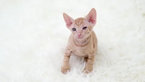 Cute sphinx kitten on a light background Video stock 276599837