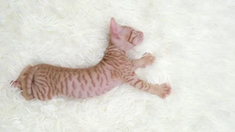 Cute sphinx kitten on a light background Stock Footage 276600426