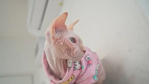 Cute Sphynx cat wearing pink cartoon sweater looking away Adorable hairless cat  Stock Footage 336625941