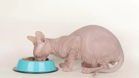 Cute sphynx kitten eats from a blue bowl 스톡 동영상 243444682