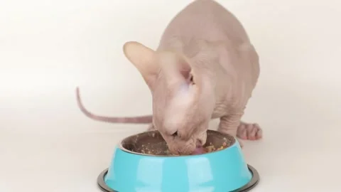 Cute sphynx kitten eats from a blue bowl Stock-Footage 243444690
